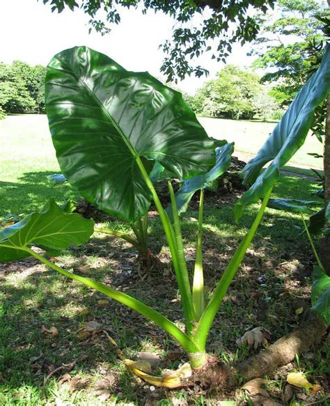 Elephant Ear: Plant Care and Growing Guide for .